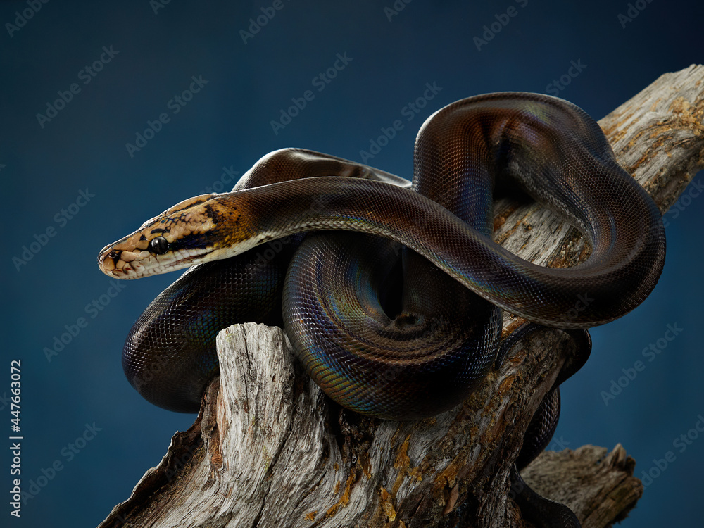 Reticulated Python