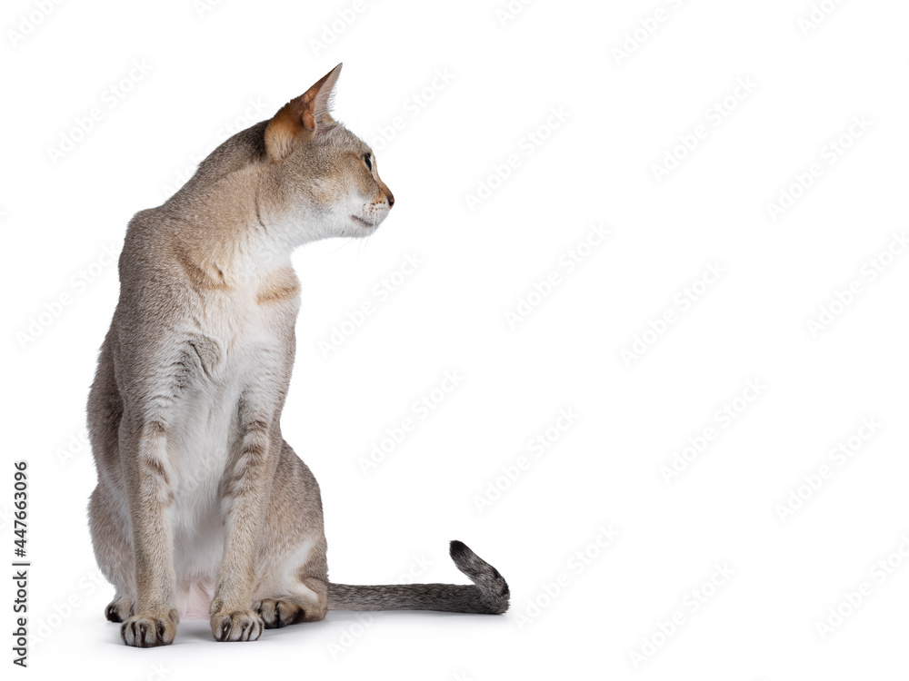 Senior male Singapura cat, sitting up facing front. Looking side ways away from camera. Isolated on a white background.