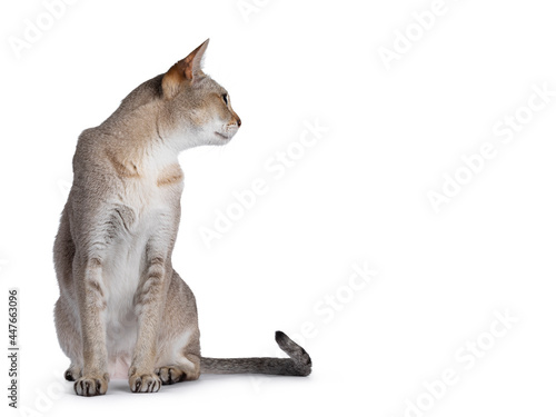 Senior male Singapura cat  sitting up facing front. Looking side ways away from camera. Isolated on a white background.