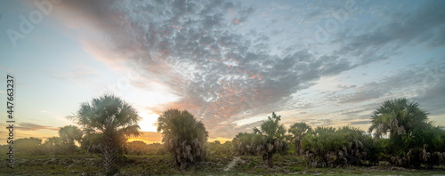 Early morning dramatic sky off the gulf coast of Florida at Shamrock park nature reserve