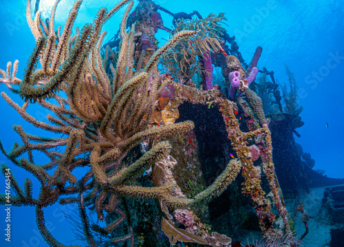 Caribbean coral garden