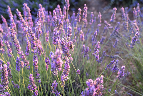 Fields of lavender at dusk before being harvested in the town of Brihuega.