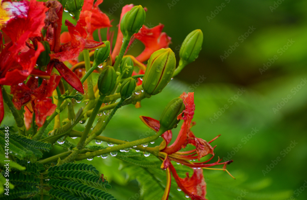 Beautiful Gulmohar (Guldaudi) Sevti flower and its beautiful leaves Beautiful Gulmohar (Guldaudi) Sevti flower and its beautiful leaves