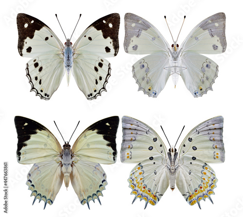 White Emperor (Helcyra hemina) and Jewelled Nawab (Polyura delphis) beautiful pale green butterfly
