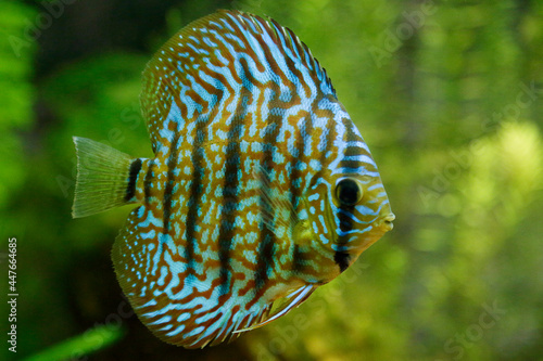Symphysodon discus in a tropical aquarium