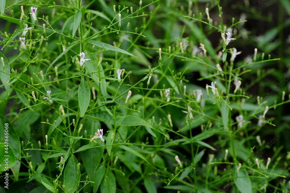 Andrographis paniculata, commonly known as creat or green chiretta Andrographis paniculata, commonly known as creat or green chiretta