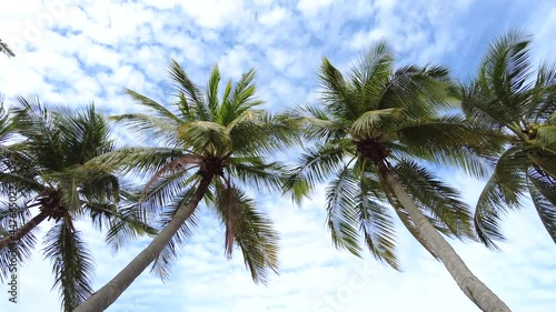 Wallpaper Mural 4k footage tropical Thailand beach atmosphere with look up perspective of  coconut palm tree line in motion from windy and cloudy blue sky in composition for use as a background video. Torontodigital.ca