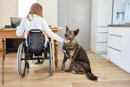 Frau im Rollstuhl am PC im Home Office mit Assistenzhund photo