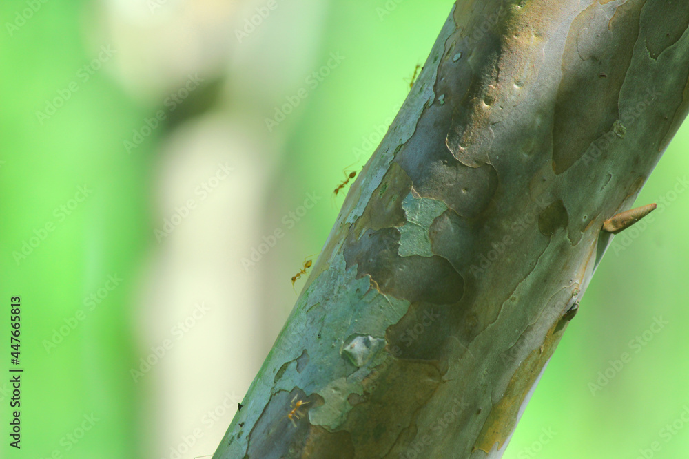 Naklejka premium Stem part of guava plant, brown trunk with white patches