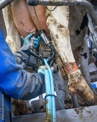 Milking cows. Milking machine. Farm. Cows. Utter of a cow. Dairy. Caroussel milking machine. Netherlands. Farmers hands.