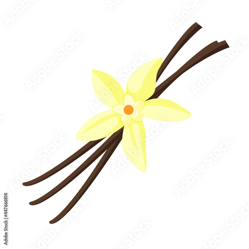 vanilla pods and orchid of the genus Vanilla vector