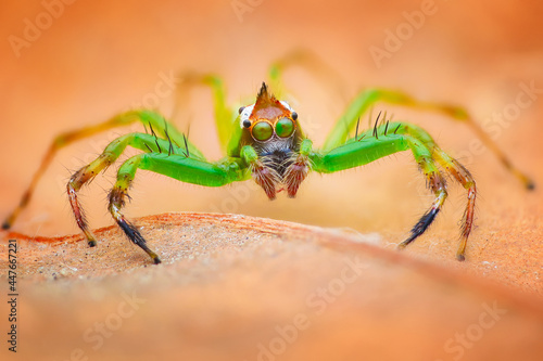 Close-up of a jumping spider on a leaf, Indonesia photo