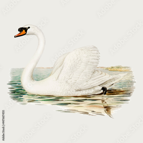 Swan bird vector vintage drawing