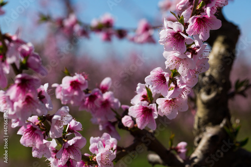 Close-up of blooming peach trees in the fields n spring on sunny day