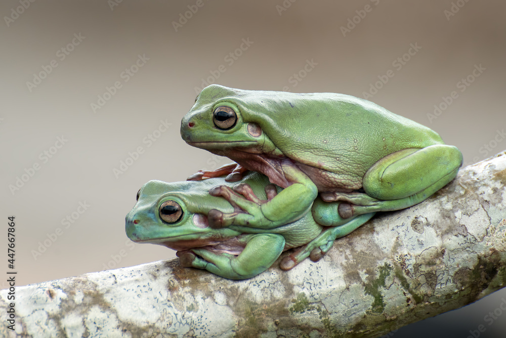 Two Australian green tree frogs on a branch, Indonesia