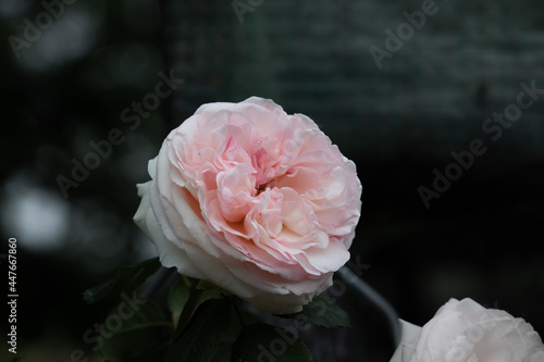 light pink Floribunda rose or pink antique roses  in a garden 