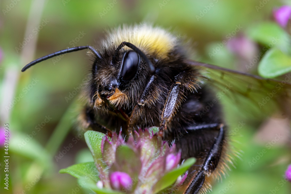 Bumblebee gathering pollem on a flower Bumblebee gathering pollem on a flower