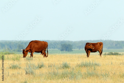 Cows on a pasture in the Kulunda steppe in southern Siberia in Russia © pisotckii