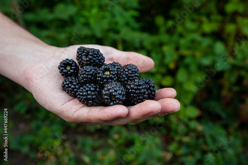 Handfull of freshly harvested blackberries in the garden