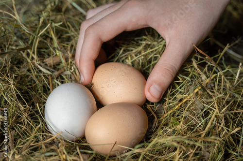 Child's hand collects newly laid chicken eggs in a straw nest close-up