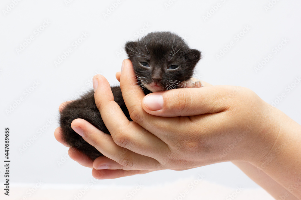 female hands holding a black kitten