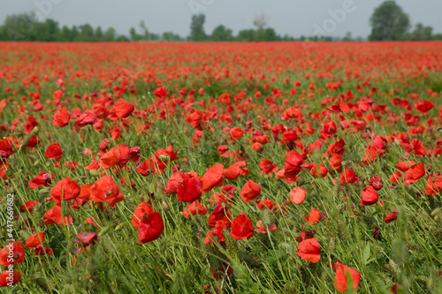 Poppies on the meadow. Summer landscape with red poppy flowers in Hungary.