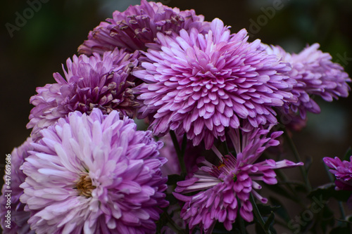 Purple aster flower plant in monsoon