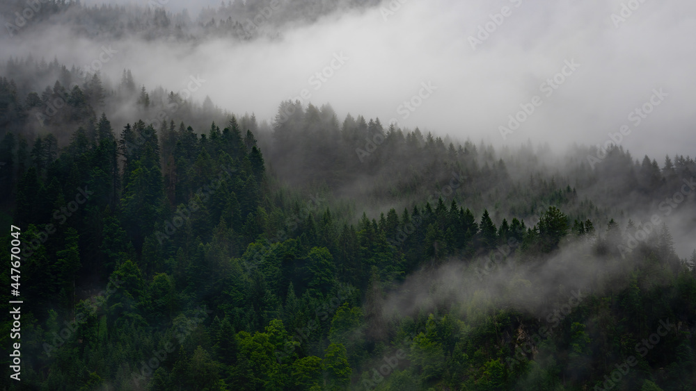 Black forest background banner - Moody forest landscape panorama with fog mist and fresh green fir trees in the foggy morning dawn