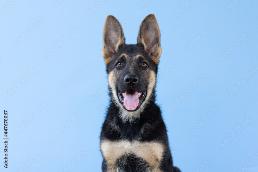 German shepherd dog on blue background