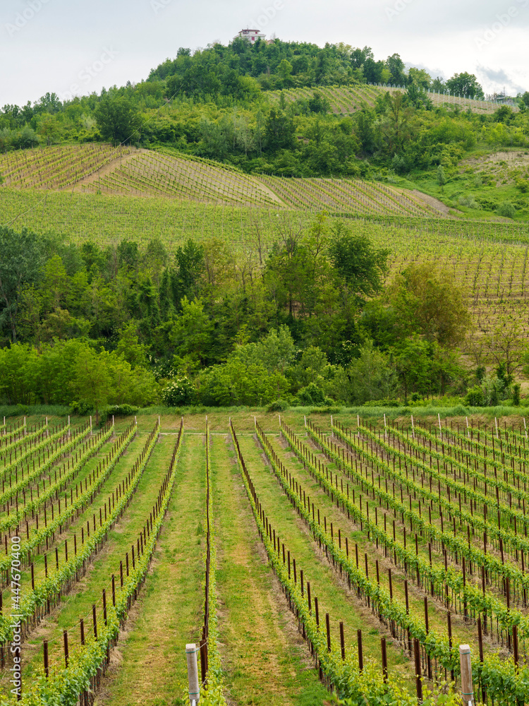 Vineyards in Oltrepo Pavese, italy, at springtime Vineyards in Oltrepo Pavese, italy, at springtime