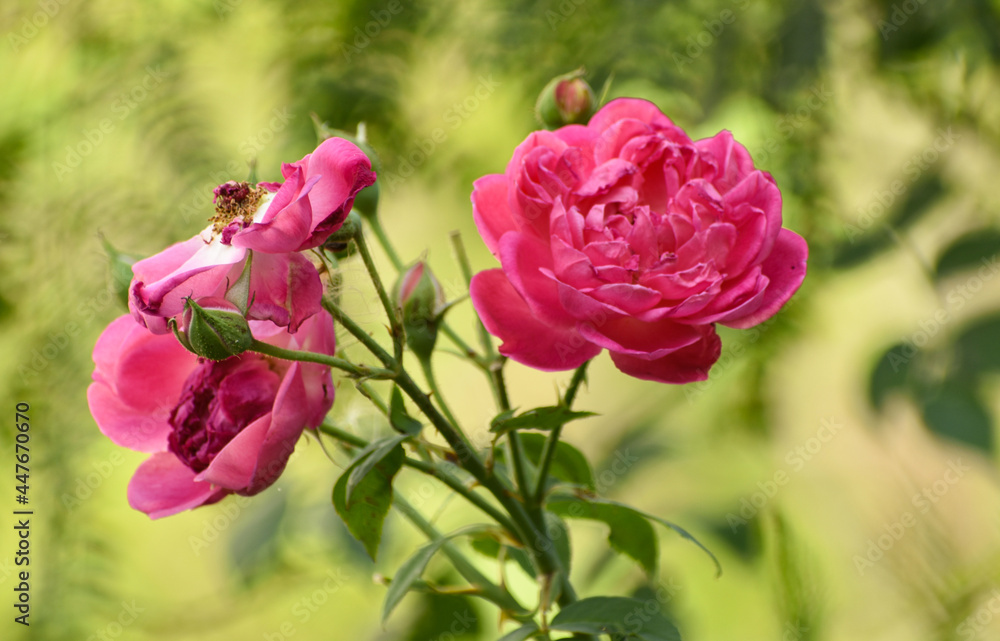 Beautiful pink and yellow rose in monsoon Beautiful pink and yellow rose in monsoon