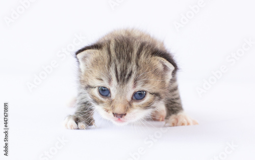 Little kitten on white background