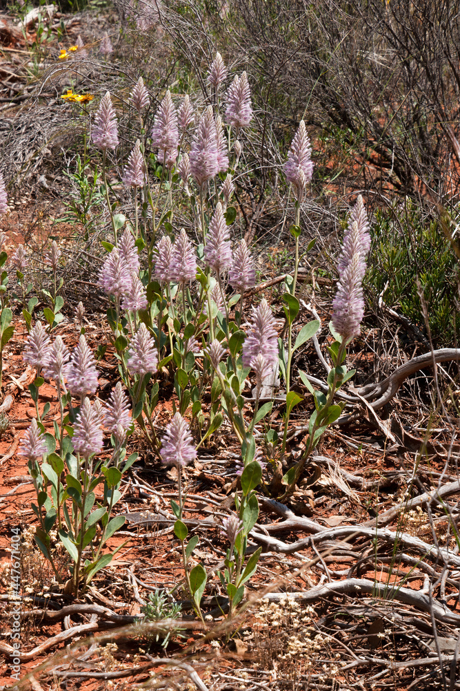 Cobar Australia, flowering pink mulla-mulla wildflowers in bushland Cobar Australia, flowering pink mulla-mulla wildflowers in bushland