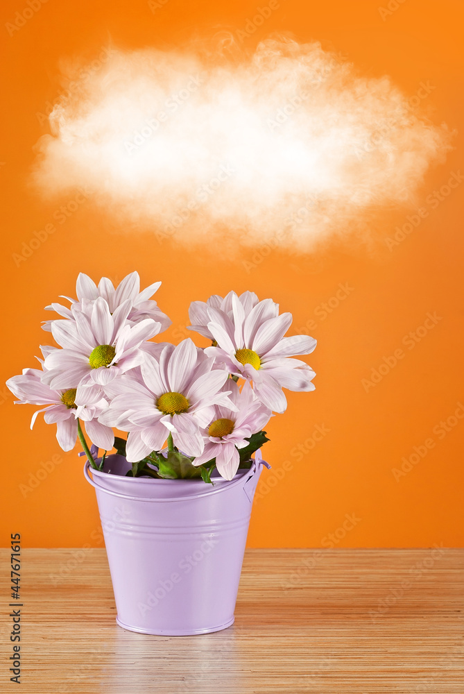 Pink daisies in purple bucket on orange background. Blue watering can in hands. Man watering flowers. A white cloud flies over the flowers.