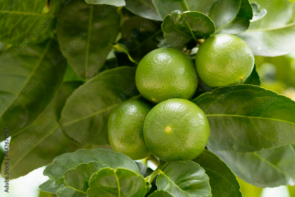 Close up of green limes and leaves on nature background