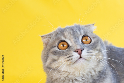 scottish fold grey cat. with big yellow eyes looks down studio shot. on yellow background © Irina