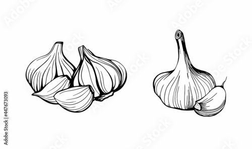 Canvastavla Garlic sketch