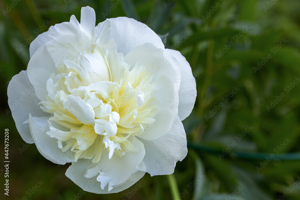 White flower close-up on a blurry green background. Selective focus Space for the text. White flower close-up on a blurry green background. Selective focus Space for the text.