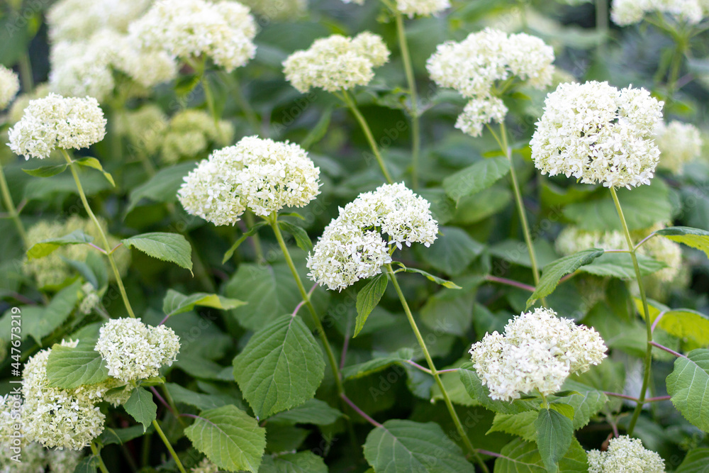 White flowers on a green background. Natural background. Selective focus. White flowers on a green background. Natural background. Selective focus.