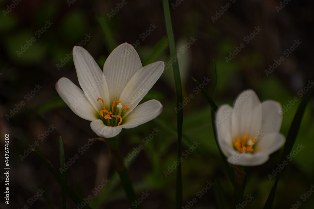 White rain lily and peruvian swamp lily White rain lily and peruvian swamp lily
