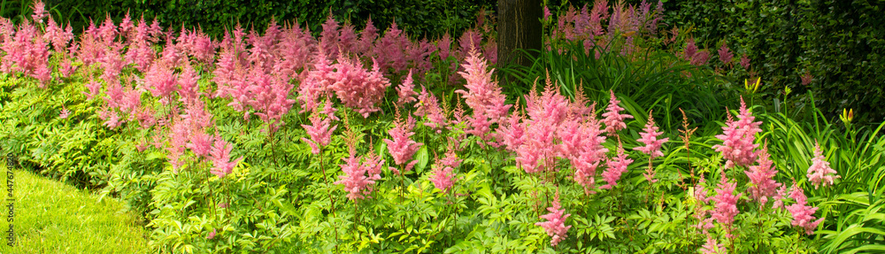 Obraz premium Astilbe japonica red sentinel in Moscow, Russia. Red flowers of Astilbe japonica.