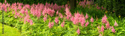 Astilbe japonica red sentinel in Moscow, Russia. Red flowers of Astilbe japonica. photo