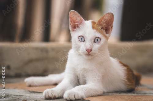 Cose up of Lovely white and brown cat portrait. domestic cat outdoor. © pornpun