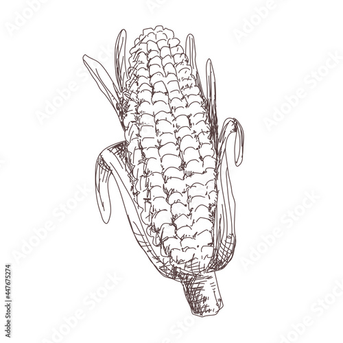 Sketch of corn contour drawing isolated on white background, stock vector illustration, for design and decoration, sticker, template, vintage, banner, vegetables