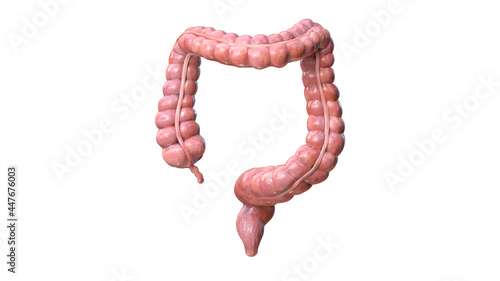 Colon anatomy on white background, 3d render