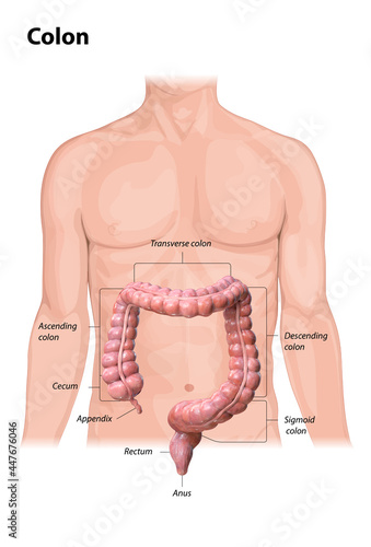 Colon anatomy on white background,description of the parts of the colon, human body, 2d, 3d render