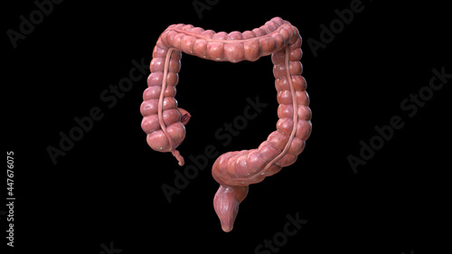 Quadro su tela Colon anatomy on black background, 3d render,