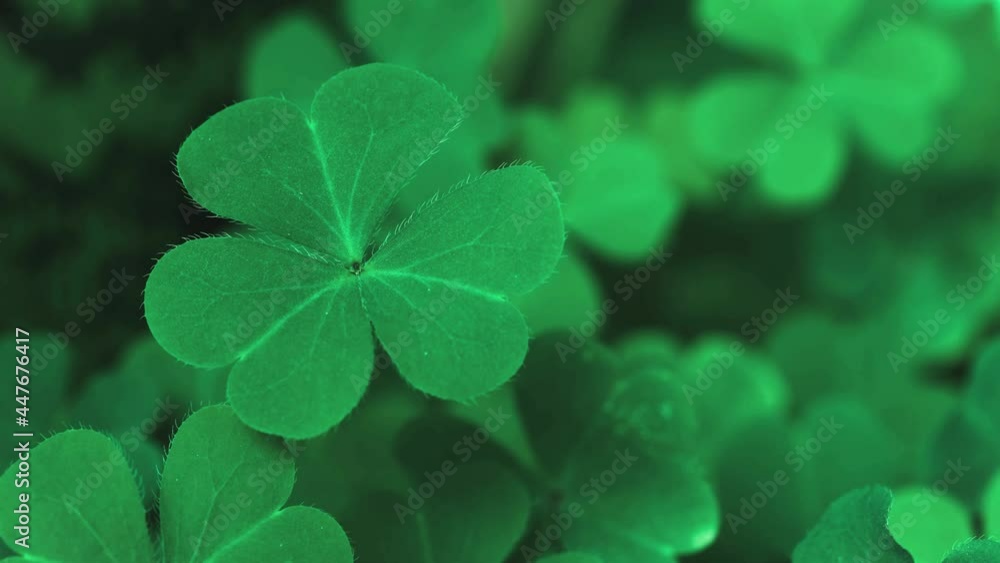 Lucky Irish Four Leaf Clover in the Field for St. Patricks Day holiday symbol. with three-leaved shamrocks, Patrick Day backdrop with growing shamrock leaf extreme close-up, pub party, 4K UHD video. Lucky Irish Four Leaf Clover in the Field for St. Patricks Day holiday symbol. with three-leaved shamrocks, Patrick Day backdrop with growing shamrock leaf extreme close-up, pub party, 4K UHD video.