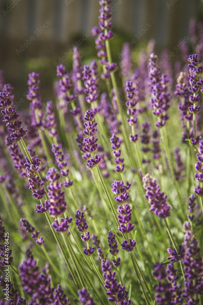 Obraz premium Lavender blooming in a garden