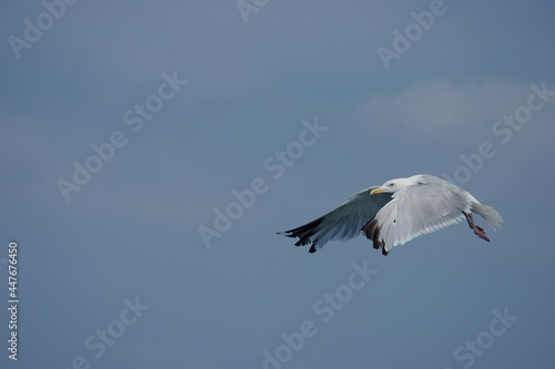 Fototapeta Naklejka Na Ścianę i Meble -  Herring gull, Larus argentatus